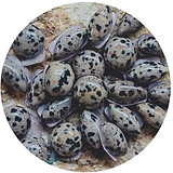 dalmation stones